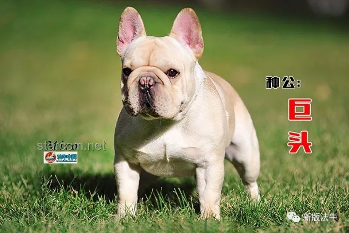 如何应对中国下司犬在外网爆火并维护其形象？