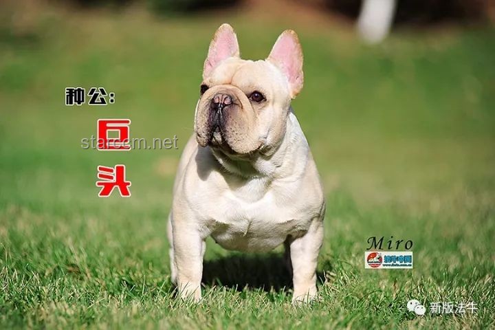 如何应对中国下司犬在外网爆火并维护其形象？